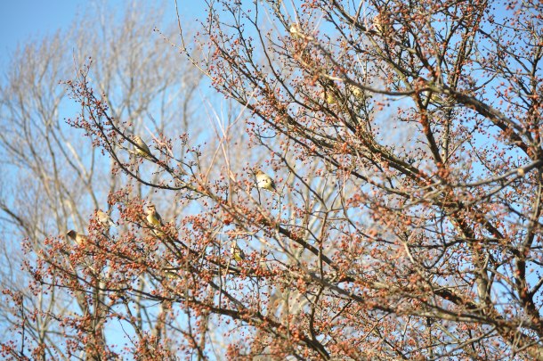cedar waxwings 367