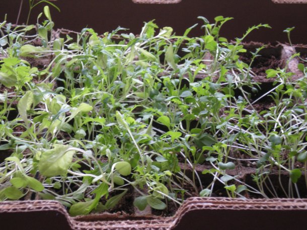 snow and csa week 7 030