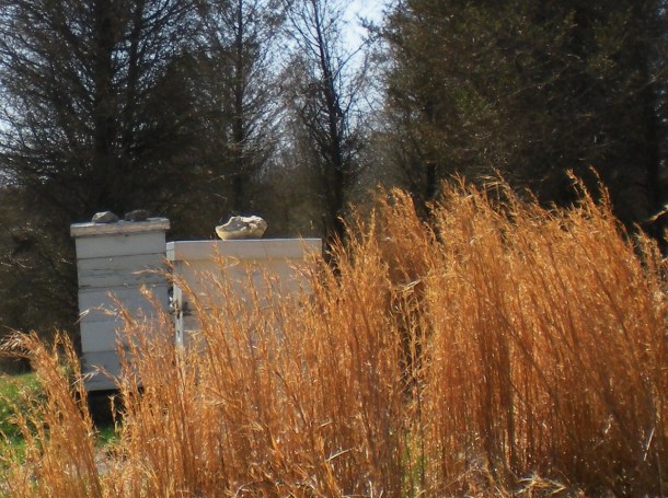 conservancy hollie hike 011