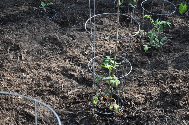 breakfast al fresco 071