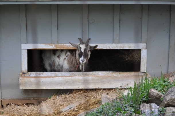 conservancy background shots 022