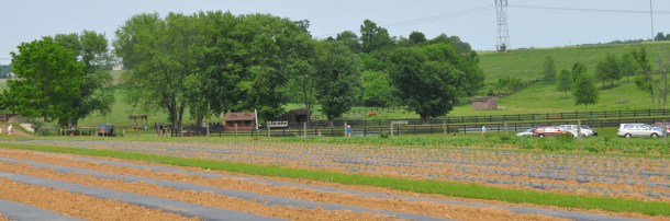 CSA picnic and plants 115