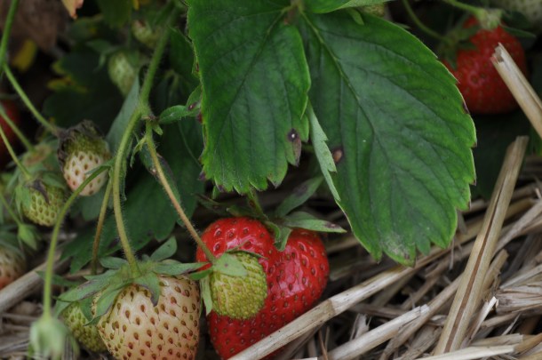 CSA picnic and plants 122