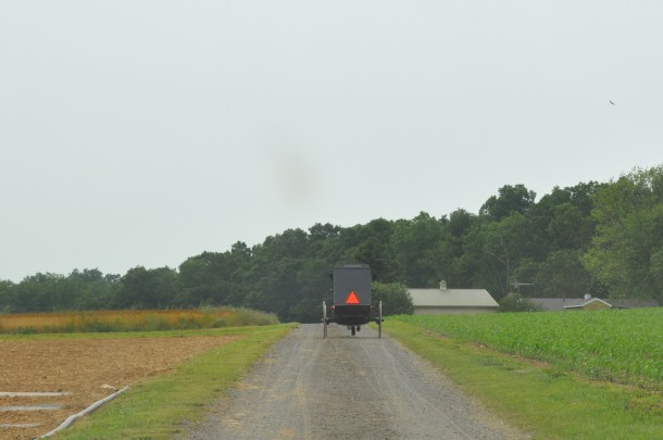 CSA picnic and plants 127