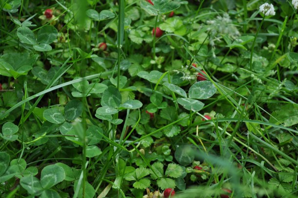 flowering the 15th and miller market 052