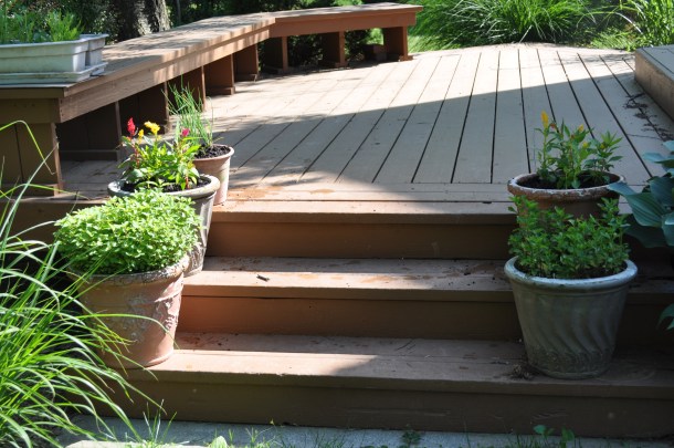 garden layout and new flowers 008