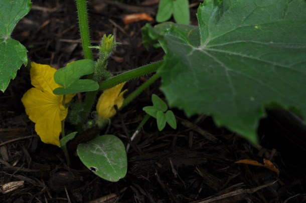 garden pics and plants 027