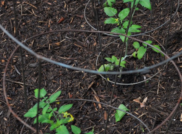 garden pics and plants 038