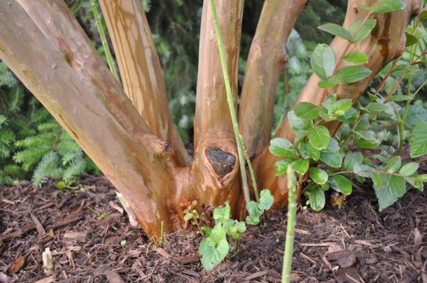 garden pics and plants 046