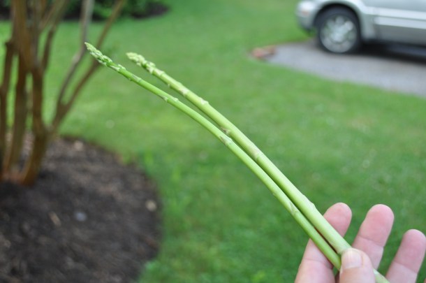 garden pics and plants 062