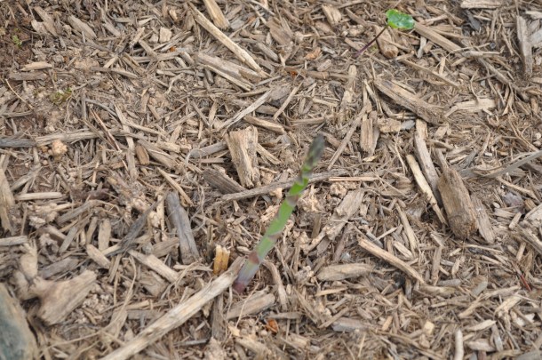 gardening herbs and flowers 053