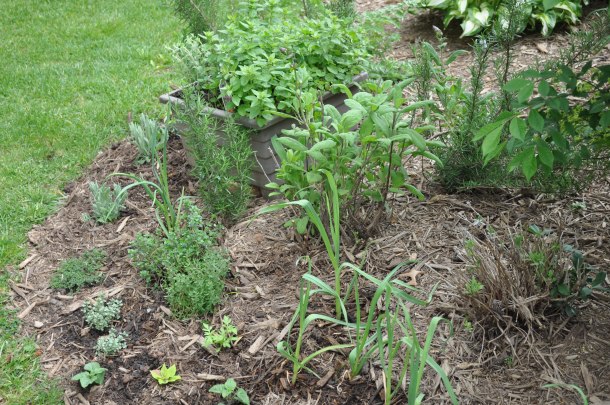 gardening herbs and flowers 065