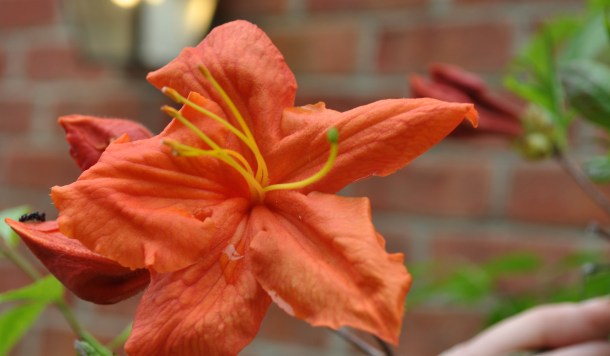 gardening herbs and flowers 083