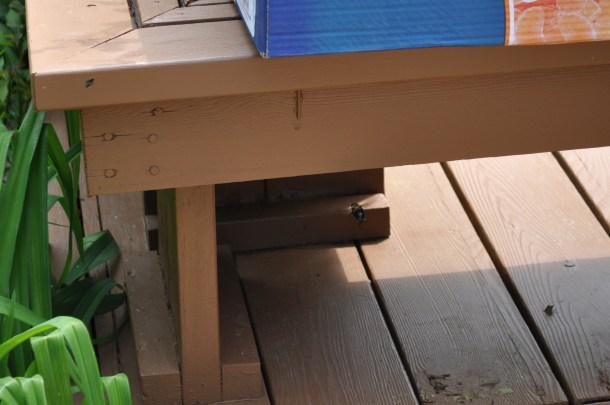 gardening herbs and flowers 090