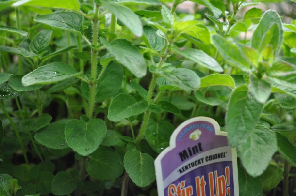 gardening herbs and flowers 095