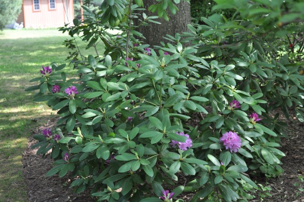 gardening herbs and flowers 135