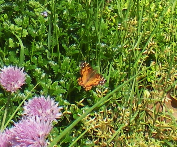 i spy nature and csa week one summer 141