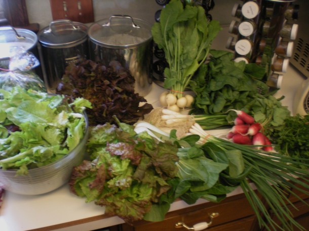 i spy nature and csa week one summer 156