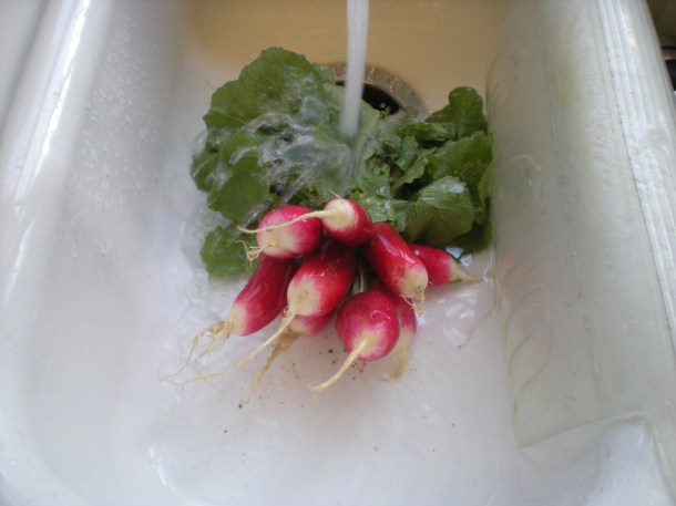 i spy nature and csa week one summer 173