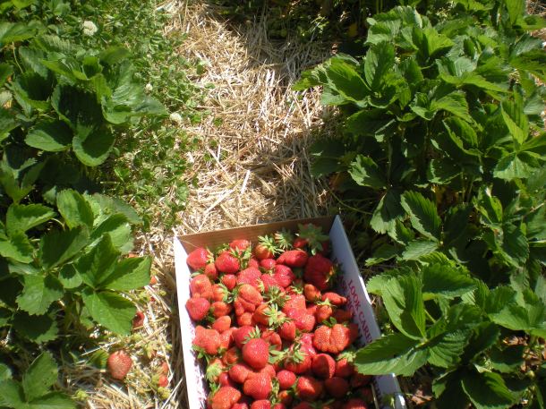 larriland and hocohospital market 012