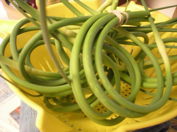 larriland and hocohospital market 072