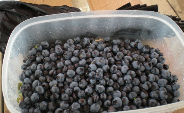 butlers blueberries 009
