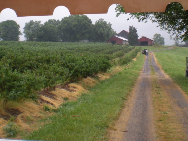 butlers blueberries 015