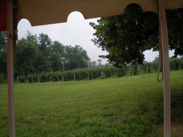 butlers blueberries 033