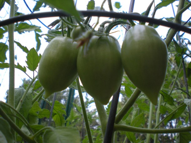 conservancy and tomatoes 062