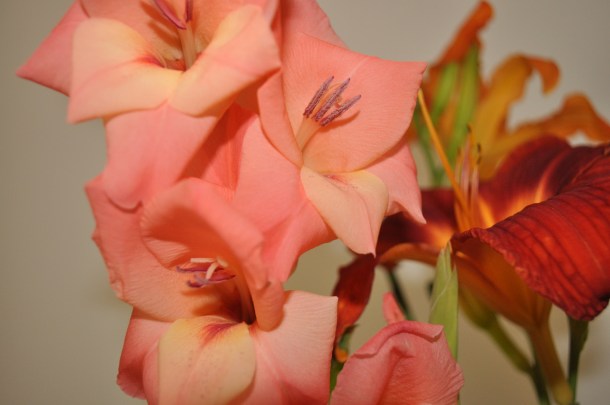 flowers and garden 067