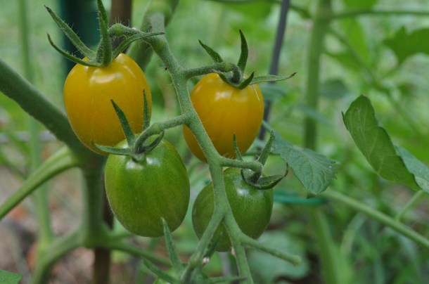 flowers and garden 069