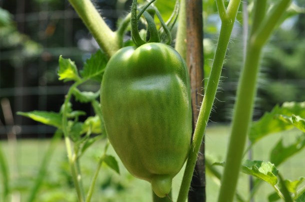 newest garden and field day prep stuff 117