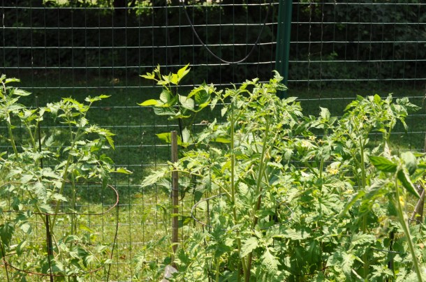 newest garden and field day prep stuff 176