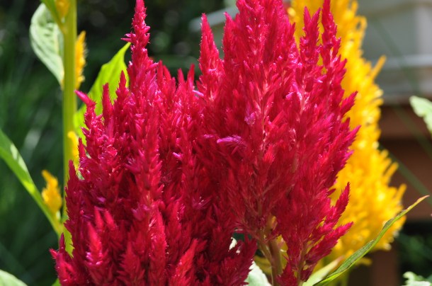 newest garden and field day prep stuff 200