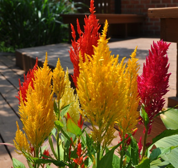 newest garden and field day prep stuff 208