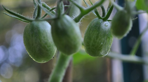 scapes, markets and veggies 069