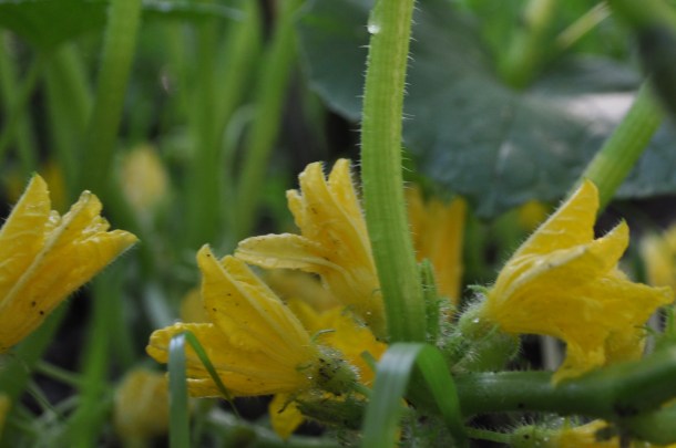 scapes, markets and veggies 139