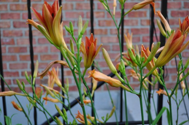 scapes, markets and veggies 171