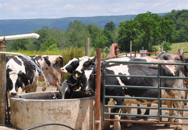 scapes, markets and veggies 186