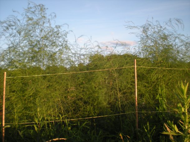 transit of venus 047