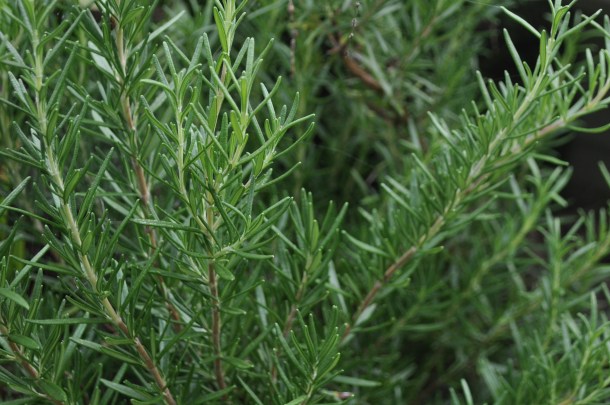 cooking and conservancy and linden 041