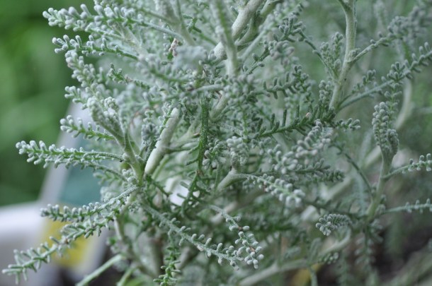 cooking and conservancy and linden 050