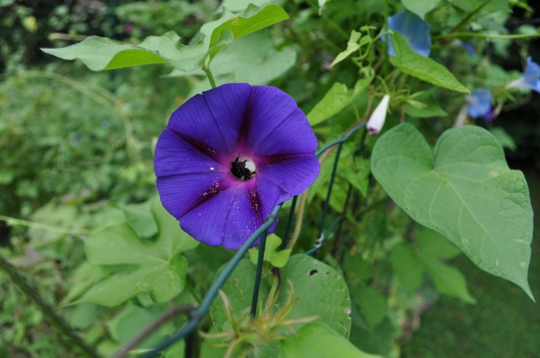 cooking and gardening 077