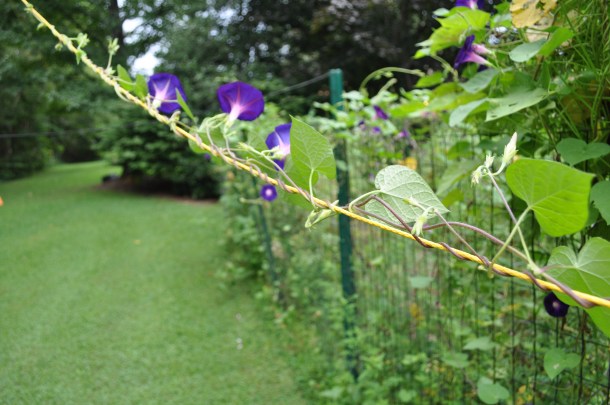 cooking and gardening 091