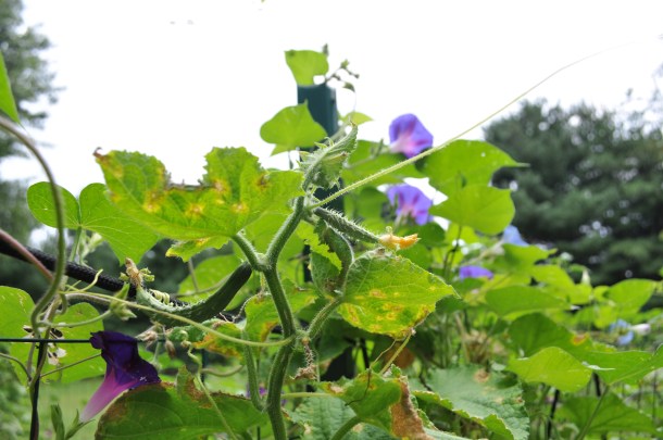 cooking and gardening 096