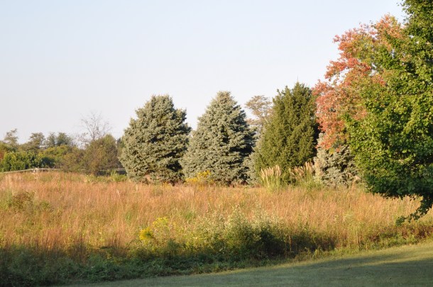 friday morning cooking and meadow 015
