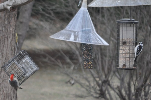 nikon feeders and food 037