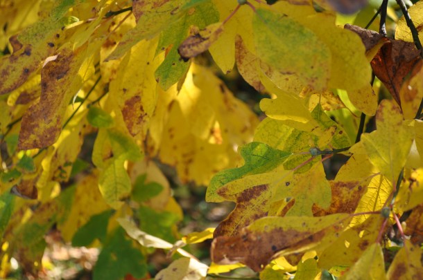 spruce tree and leaves 024