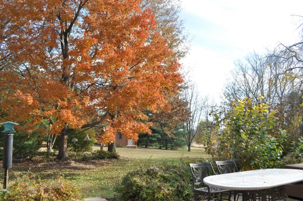 big wines and fall foliage 090