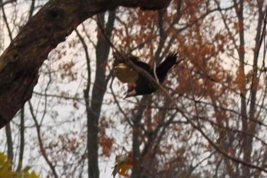 birds and conservancy program 032